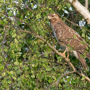 D50 2326 Bussard auf Birke IA 5 2017