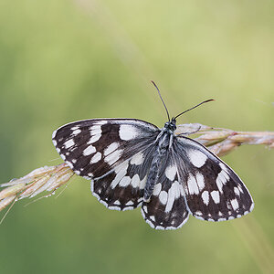 Schachbrettfalter (Melanargia galathea)