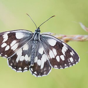 Schachbrettfalter (Melanargia galathea)