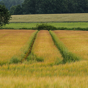 Sommergerste 2