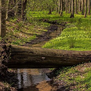 Auwald 2