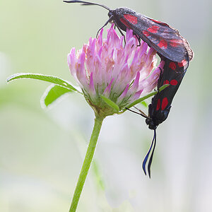 Sechsfleck-Widderchen (Zygaena filipendulae)