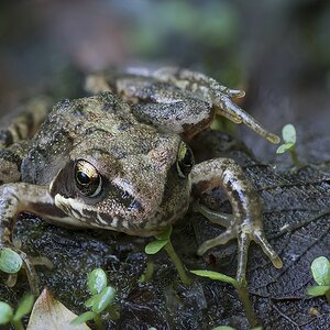 Grasfrosch
