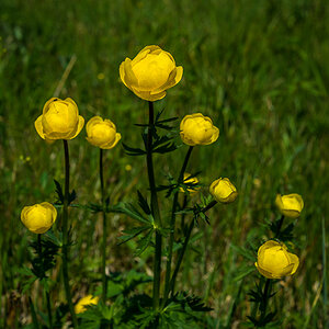 Trollblumen