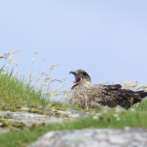 skua 1