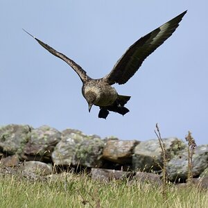 skua 2