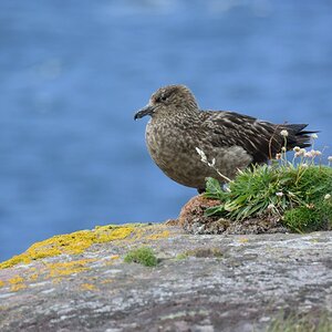 skua 3