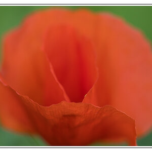 Mohn 1