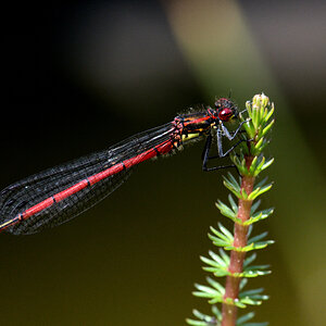 DSC 7057 00005








Adonislibelle