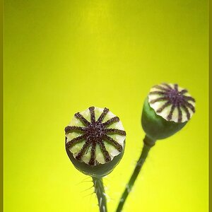 Mohn-Spielerei