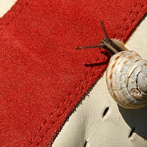 schnecke rheinfall