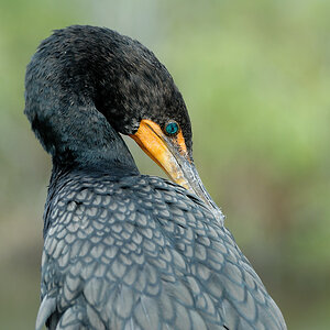 Everglades