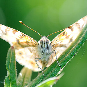SchmetterlingBAA 2632
