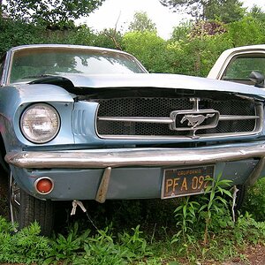 mustang
