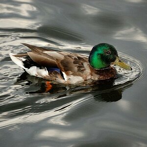 eine Ente in der Spree... ein must have ;-)