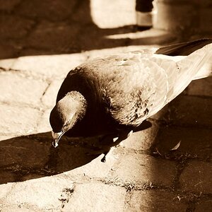Taube