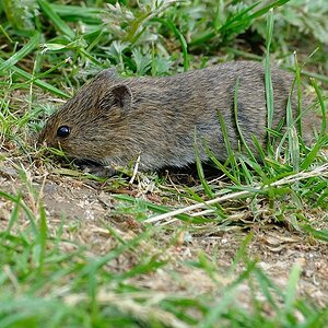 Maus