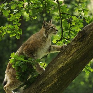 ...und noch ein Luchs