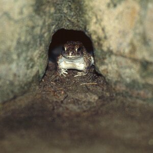 Frosch