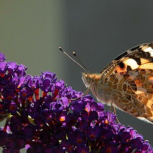schmetterling 2009