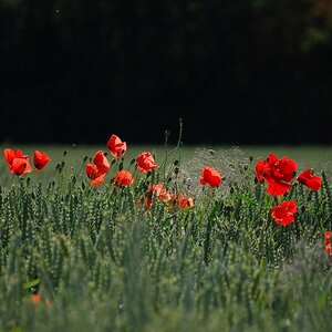 Mohn, Licht, Schatten