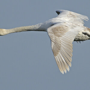 Schwan6946b
