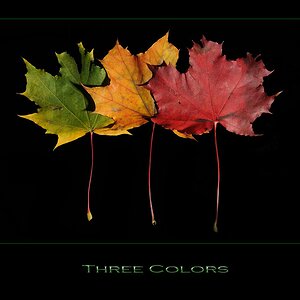 ThreeColours 11