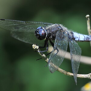 Libelle 041