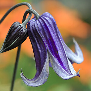 Blüten 6 klein