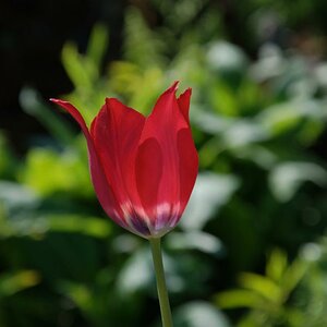 Botanischer Garten Mai 09, Tulpe
105 mm