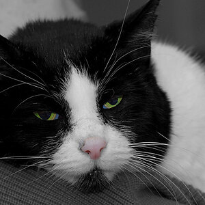 moglie kl