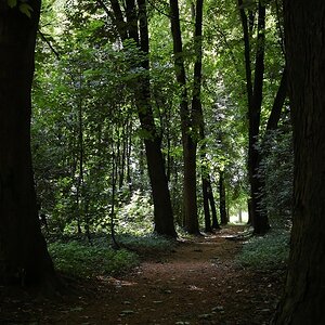 Wald 1