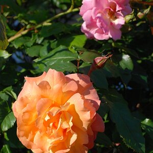 blüten