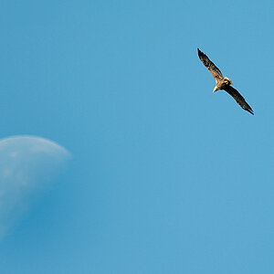 Mond