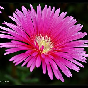 Do weighted average Stack Blume 532 536 Kopie