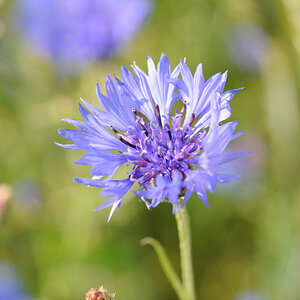 Kornblume (Makro)