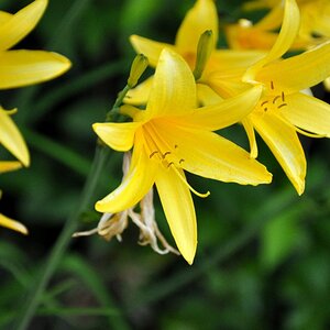 Blumen sind als Bild zeitlos schön.