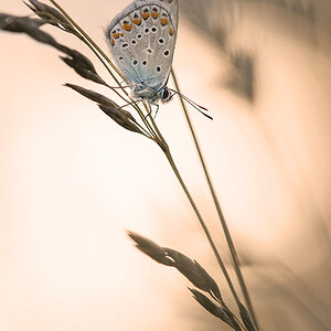 Hauhechel-Bläuling (Polyommatus icarus)