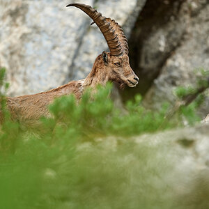 Steinbock2
