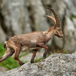 Steinbock5