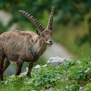 Steinbock9