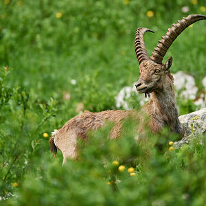 Steinbock11