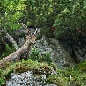 Steinbock19