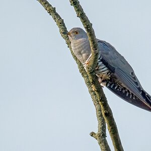 D50 0974 Kukuck IA 5 2017