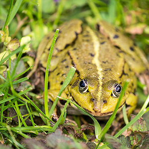 Grasfrosch