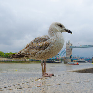 Guardian of the Tower Bridge
