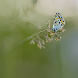 Silberfleckbläuling (Plebejus)