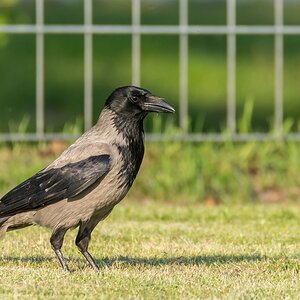comp 20170518 DSC 5839