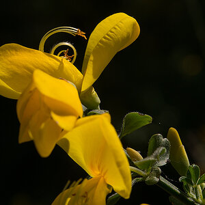 Ginsterblüte 1