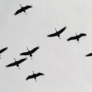comp 20170513 DSC 5692